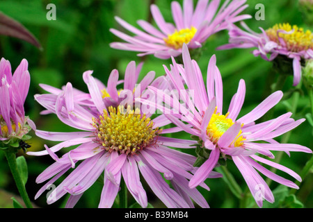 ASTERAMELLUS LADY HINDLIP Stockfoto