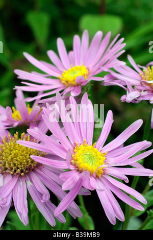 ASTERAMELLUS LADY HINDLIP Stockfoto