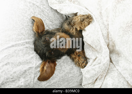 Rauhaar Dackel - im Bett liegend Stockfoto