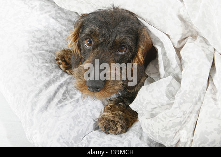 Rauhaar Dackel im Bett Stockfoto