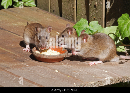drei junge braune Ratten bei Fütterung Schüssel / Rattus Norvegicus Stockfoto