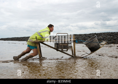 Schlammpferd Schlammpferd Fischer Garnelenfischen UK. Adrian Sellick Angeln mit Schlitten über Wattenmeer in Stolford, Bridgewater Bay, Somerset UK 2000s Stockfoto