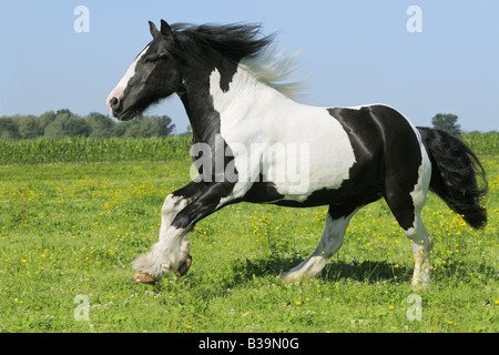 Irish Tinker Pferd - im Galopp auf Koppel Stockfoto