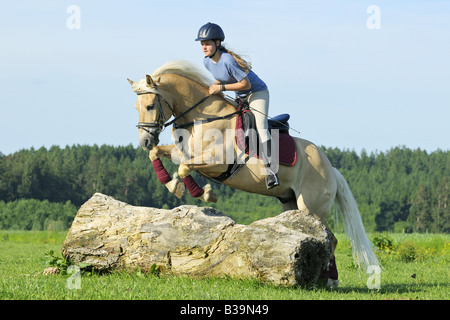 Junge Reiter auf Rückseite ein Haflinger-Pferd einen Sprung über eine treelog Stockfoto