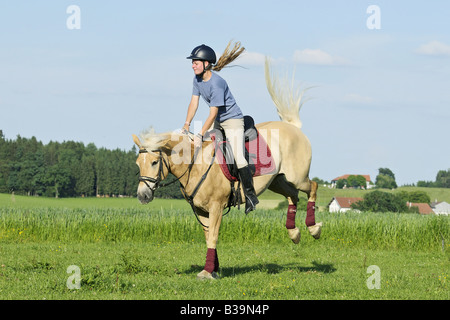 Junge Reiter auf der Rückseite ein Ruckeln Haflinger-Pferd Stockfoto