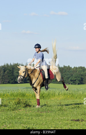 Junge Reiter auf der Rückseite ein Ruckeln Haflinger-Pferd Stockfoto