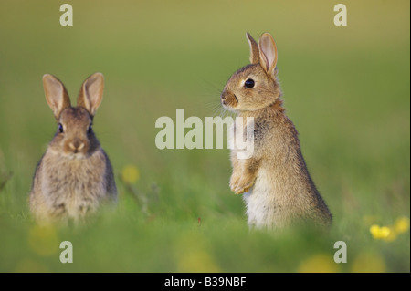 Wildkaninchen (Oryctolagus Cuniculus), Graben Jugendliche draußen stand eine Warnung Stockfoto