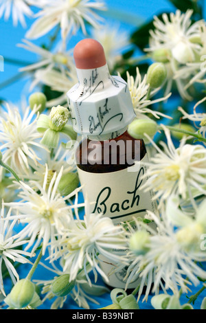 Alter Mann s Bart oder Traveller s Freude Clematis Vitalba Bach s floral Heilmittel Stockfoto