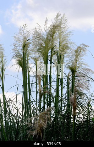 Federn des Pampas Gras, Cortaderia selloana, vor blauem Himmel. Oklahoma, USA. Stockfoto