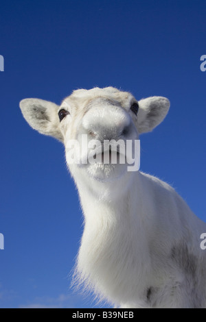 Rentier (Rangifer Tarandus), Großaufnahme der Kuh im winter Stockfoto