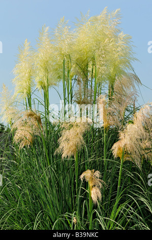 Eine große Anpflanzung von Pampas Gras, Cortaderia selloana, gegen einen Sommer blauer Himmel. In einem Garten in Oklahoma, USA. Stockfoto