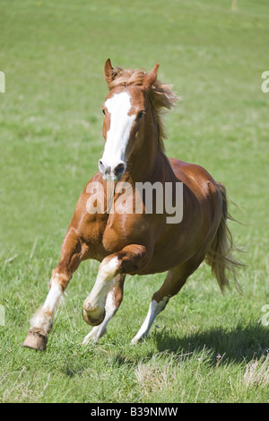 Freiberger - im Galopp auf der Wiese Stockfoto