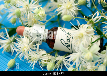 Alter Mann s Bart oder Traveller s Freude Clematis Vitalba Bach s floral Heilmittel Stockfoto