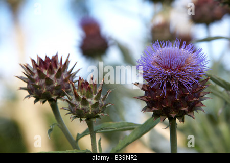 Karde Cynara Cardunculus Artischocke Mariendistel Pflanze wachsen und blühen in einem Kräutergarten Stockfoto