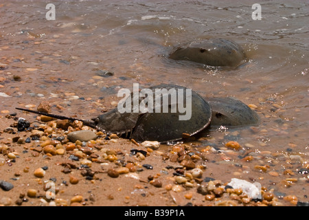 Pfeilschwanzkrebse (Limulus Polyphemus) Paarung Stockfoto