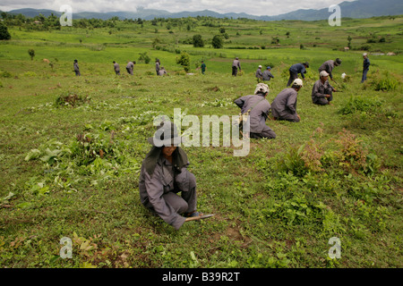 UXO Abstand verwenden Xieng Khouang province,Laos.MAG Personal neuen CEIA Detektor suchen und markieren Sie verdächtige metallische Gegenstände. Stockfoto