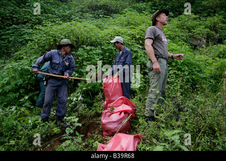 UXO-Clearance, Nong Het District, Provinz Xieng Khouang, Laos. MAG Roving Clearance Team füllt Beutel mit Erde, um die Explosion zu enthalten Stockfoto