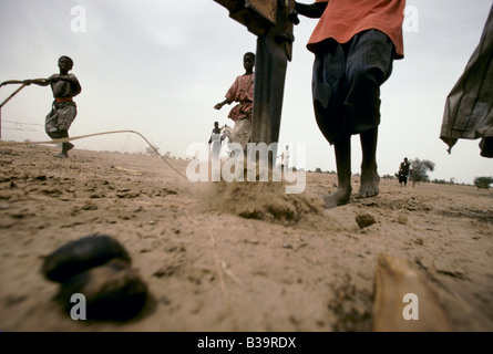 TOUBA, AFRIKAS WENIG MEKKA ", PFLÜGEN, SAU ERDNÜSSE AUF MARABOUT FARM. KEINER VON DEN EIFRIGEN ANHÄNGERN SIND FÜR IHRE ARBEIT BEZAHLT, 1996 Stockfoto