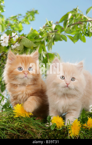 zwei Highlander Kitten - stehend auf Wiese Stockfoto