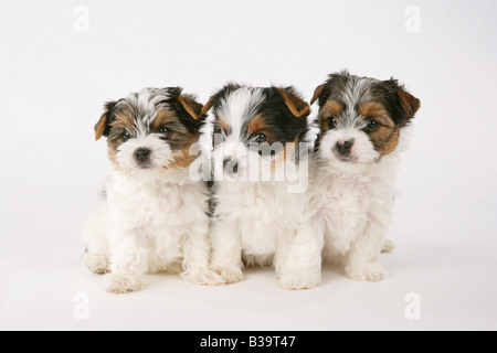 3 Biewer Yorkshire Terrier Welpen - sitzen Stockfoto