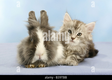 tierische Freundschaft: Norwegische Waldkatze - Kätzchen neben löwenköpfige Zwerg Kaninchen Stockfoto