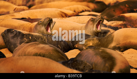 See-Elefanten durchlaufen das Paarungsritual an Ano Nuevo State Reserve California, USA Stockfoto