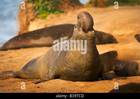 See-Elefanten durchlaufen das Paarungsritual an Ano Nuevo State Reserve California, USA Stockfoto