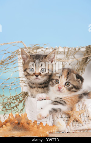 Kitten Britisch Kurzhaar und Scottish Fold Kätzchen im Feld Stockfoto