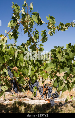 Weinberge in Pias Alentejo Portugal Stockfoto