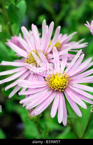 ASTERAMELLUS LADY HINDLIP Stockfoto