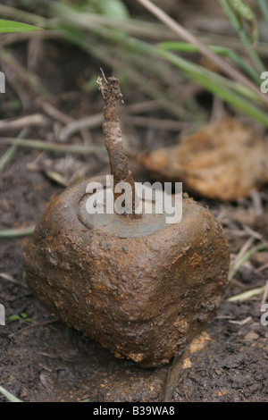 UXO-Clearance, Nong Het District, Provinz Xieng Khouang. Ein M82 Bombie, einer der 26 directly entdeckt von Dorfbewohnern und Landwirtschaft Stockfoto