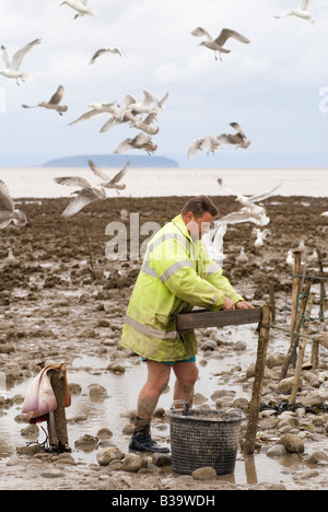 Mudhorse-Fischer Garnelenfischerei UK. Adrian Sellick sortiert in Netzen gefangenen Fang. Stolford, Bridgewater Bay, Somerset England 2000er 2009 Stockfoto