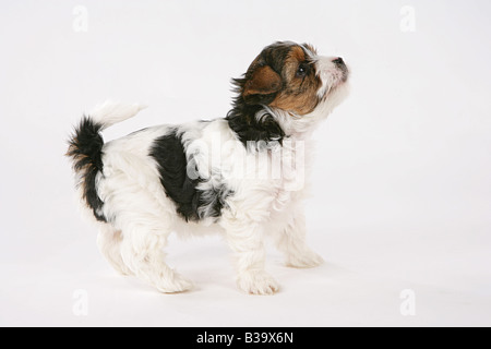 Biewer Yorkshire Terrier Welpen - stehend Stockfoto