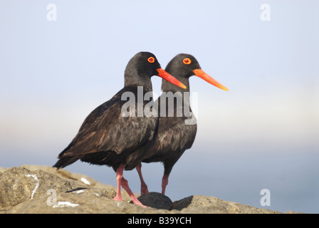 2 afrikanische schwarze Austernfischer - auf Felsen / Haematopus Moquini Stockfoto