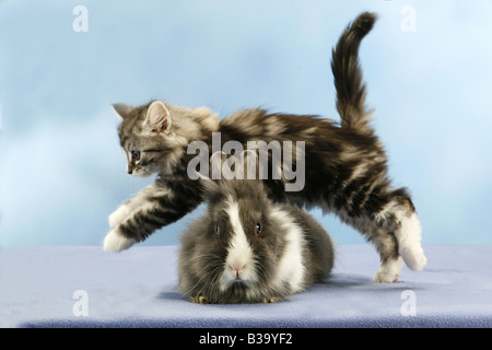 tierische Freundschaft: Norwegische Waldkatze - Kätzchen über löwenköpfige Zwerg Kaninchen springen Stockfoto