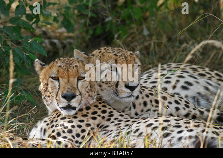 Zwei Geparden ruhen im Schatten, Masai Mara, Kenia Stockfoto