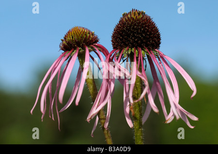 Blassen lila Echinacea (Echinacea Pallida), Blüte Stockfoto