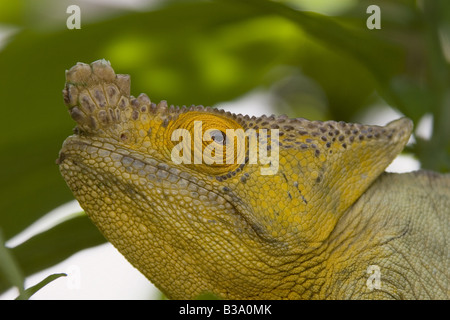 Parsons Chamäleon - Porträt / Calumma Parsonii Stockfoto