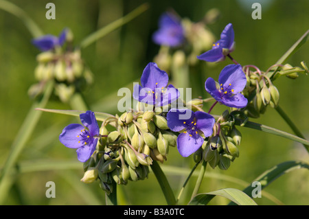 Ohio Dreimasterblume, Bluejacket (Tradescantia Ohiensis), Blüte Stockfoto