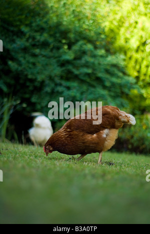 Zwei städtische Hennen kratzen um in einem Garten Gallus Gallus Domesticus Stockfoto