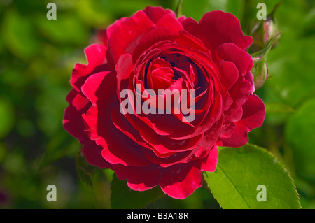 Rote rose wächst in der Rosengarten von Julia Davis Park, Boise, Idaho Stockfoto