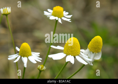 Deutsch Kamille (Matricaria Chamomilla, Matricaria Chamomilla, Chamomilla Recutita), Blüte Stockfoto