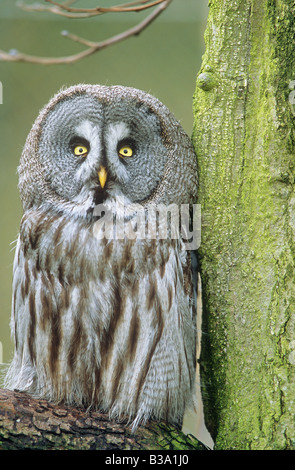 Bartkauz - auf AST / Strix Nebulosa Stockfoto