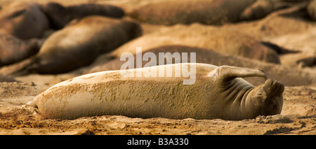 See-Elefanten durchlaufen das Paarungsritual an Ano Nuevo State Reserve California, USA Stockfoto