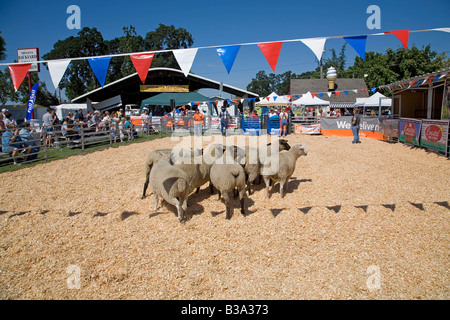 Besucher sehen ein Schaf in der Schaf-Ausstellung an der Oregon State Fair zeigen Stockfoto