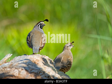 Männliche und weibliche nordamerikanische Wachtel Vancouver Island BC British Columbia Kanada Stockfoto