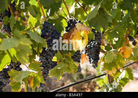 Weinberge in Pias Alentejo Portugal Stockfoto