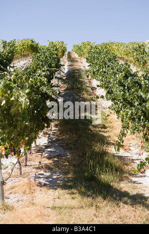 Weinberge in Pias Alentejo Portugal Stockfoto