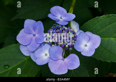 Lacecap-Hortensien (Hydrangea Macrophylla Normalis) Stockfoto