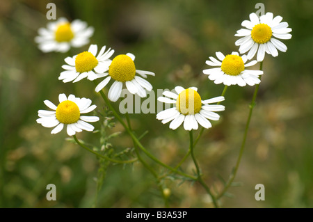 Deutsch Kamille (Matricaria Chamomilla, Matricaria Chamomilla, Chamomilla Recutita), Blüte Stockfoto